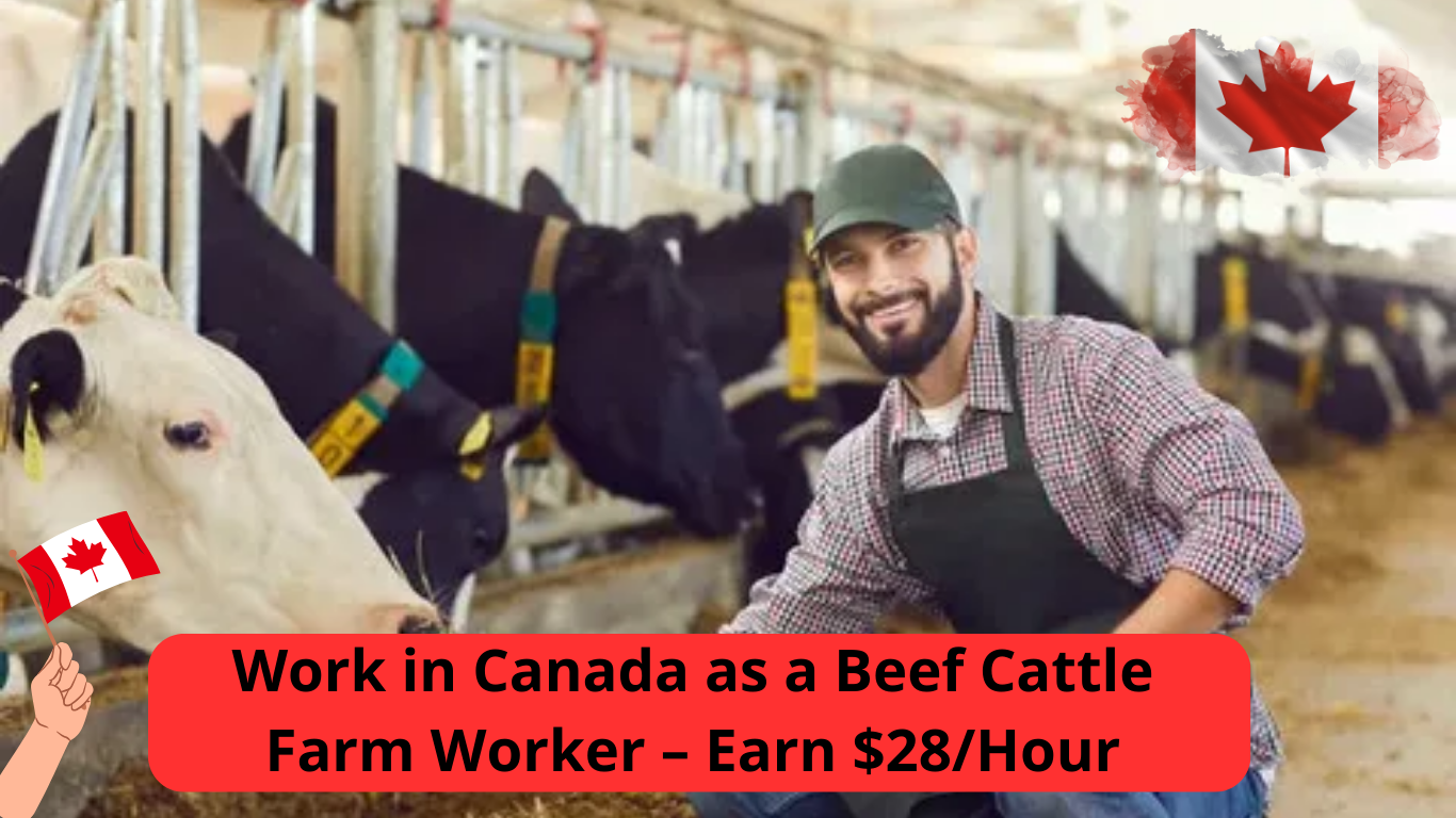 Work in Canada as a Beef Cattle Farm Worker – Earn $28/Hour