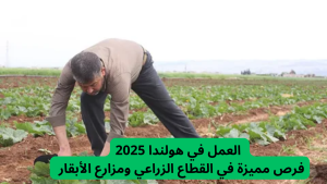 العمل في هولندا 2025 | فرص مميزة في القطاع الزراعي ومزارع الأبقار